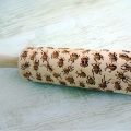 INSECTS Embossing Rolling Pin